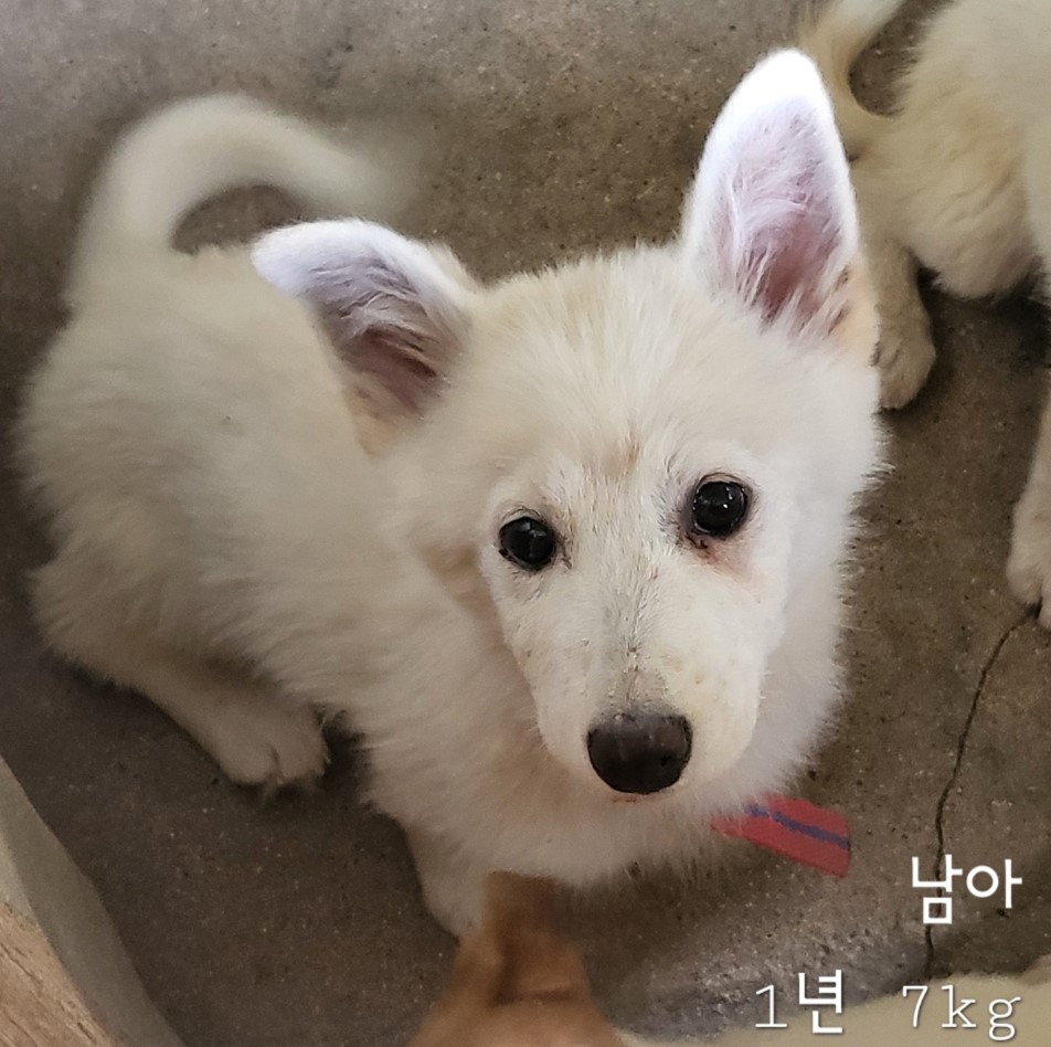 보호중 믹스견의 가…